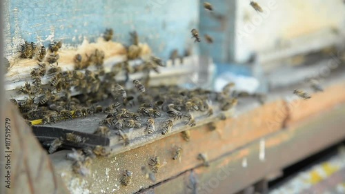 Honey bees on a pasik landing on boarding boards and flying back to collect pollen. photo