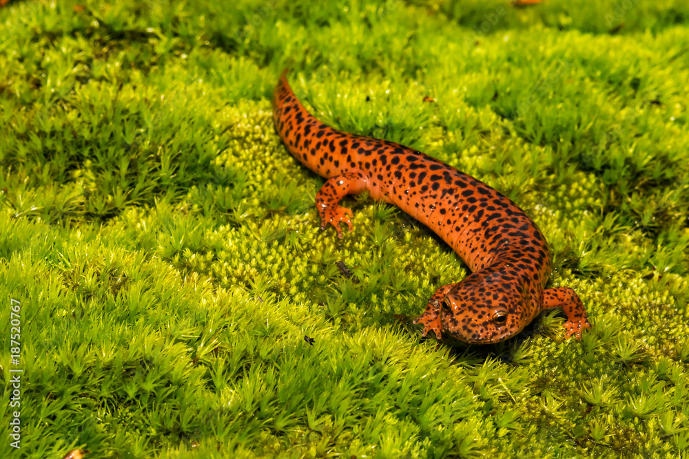 A close up of a Red Salamander crawling over a bed of moss.