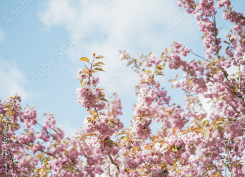 Detail of pink blossom on a tree in Spring. Norfolk, UK.