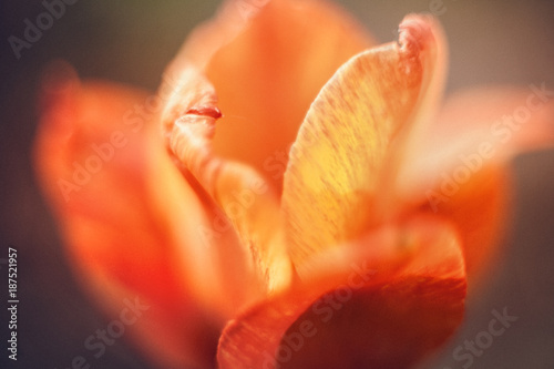 Abstract tulip on concept blurred and soft tone color  Shallow depth of field