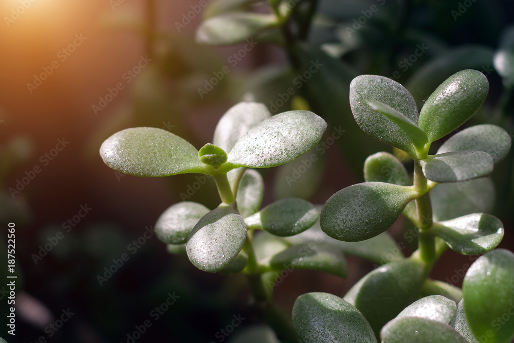 Watering domestic plants, spraying water on flowers Watering domestic plants, spraying water on flowers