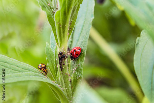 Red and yellow spotted ladybugs in the wild. Pairing of yellow ladybirds and eating aphid by red ladybug. photo