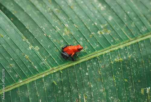 Strawberry Poison Dart Frog photo