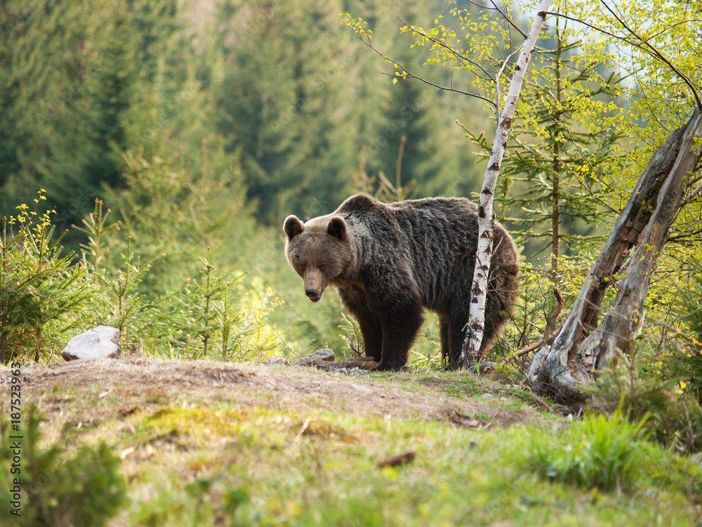 Eurasian brown bear - Ursus actor actor - near birch tree