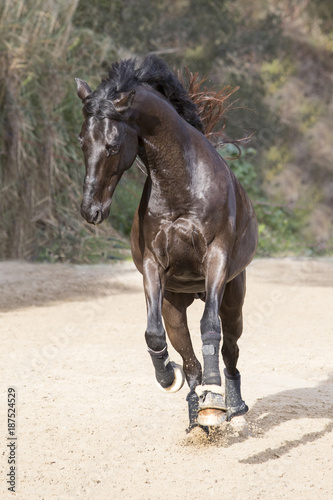 Horse bucking in a paddock