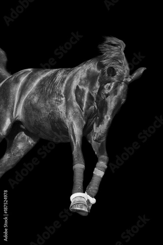 Black and white image of a galloping horse on a black background