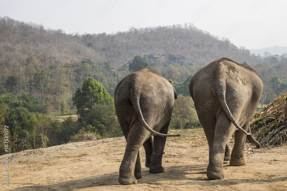 Obraz premium Two elephants at Sanctuary near Chiang Mai Thailand