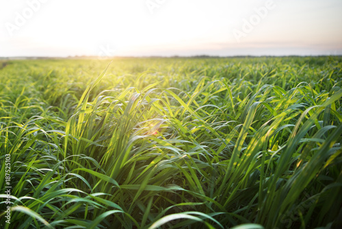 Sunset on the green field planted agriculture