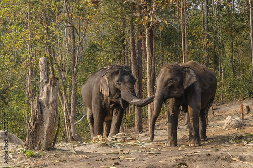 Elephants at Elephant Sanctuary near Chiang Mai Thailand © Snapvision