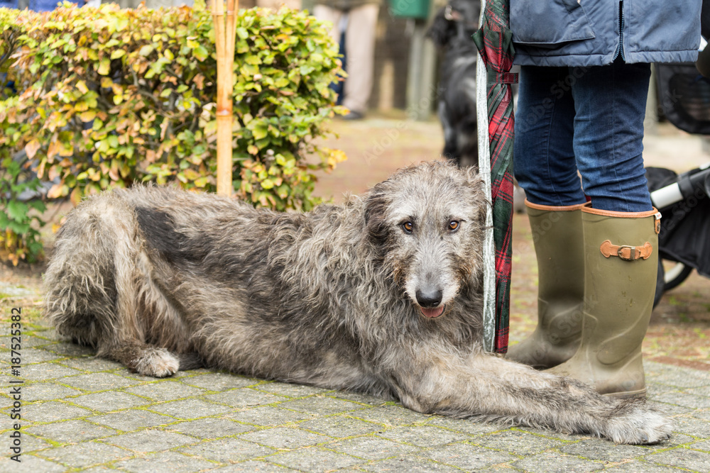 Portrait of an Irish wolfhound used for hunting with his boss Portrait of an Irish wolfhound used for hunting with his boss