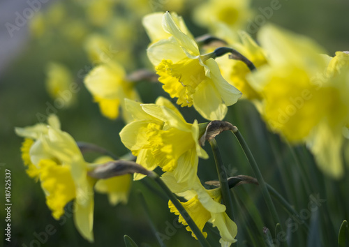Fototapeta Naklejka Na Ścianę i Meble -  Daffodil fields Dymock Herefordshire