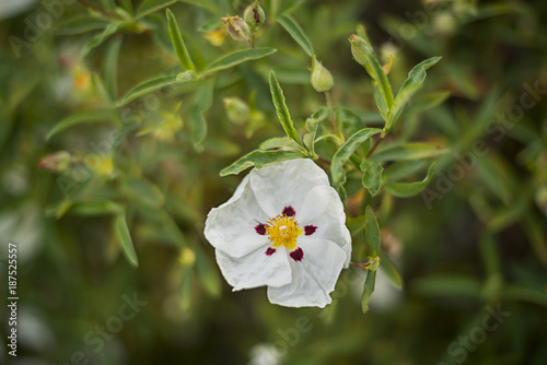 white laudanum rock rose photo
