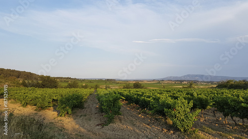 French vineyard 