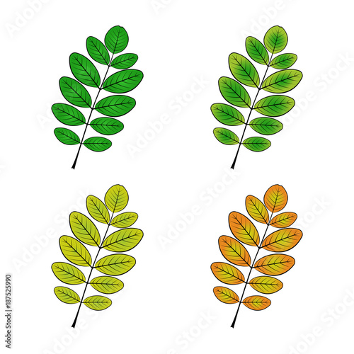 color variations vector illustration of the acacia sheet