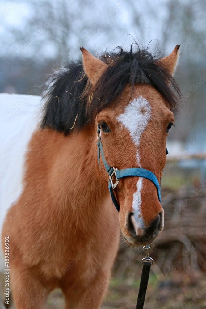 Portrait of shetland pony with ginger (red) hair, white  spot on forehead and black mane with blue halter