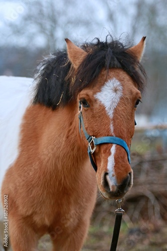 Portrait of shetland pony with ginger (red) hair, white  spot on forehead and black mane with blue halter © Lioneska