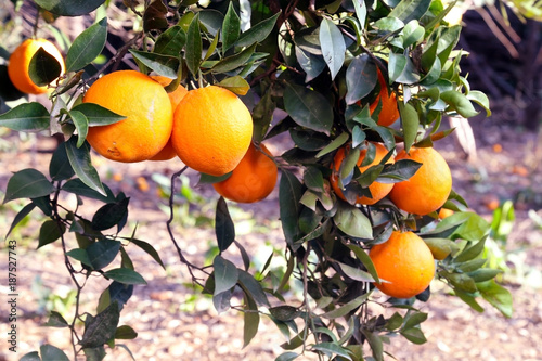 Fresh organic oranges from Mediterranean region