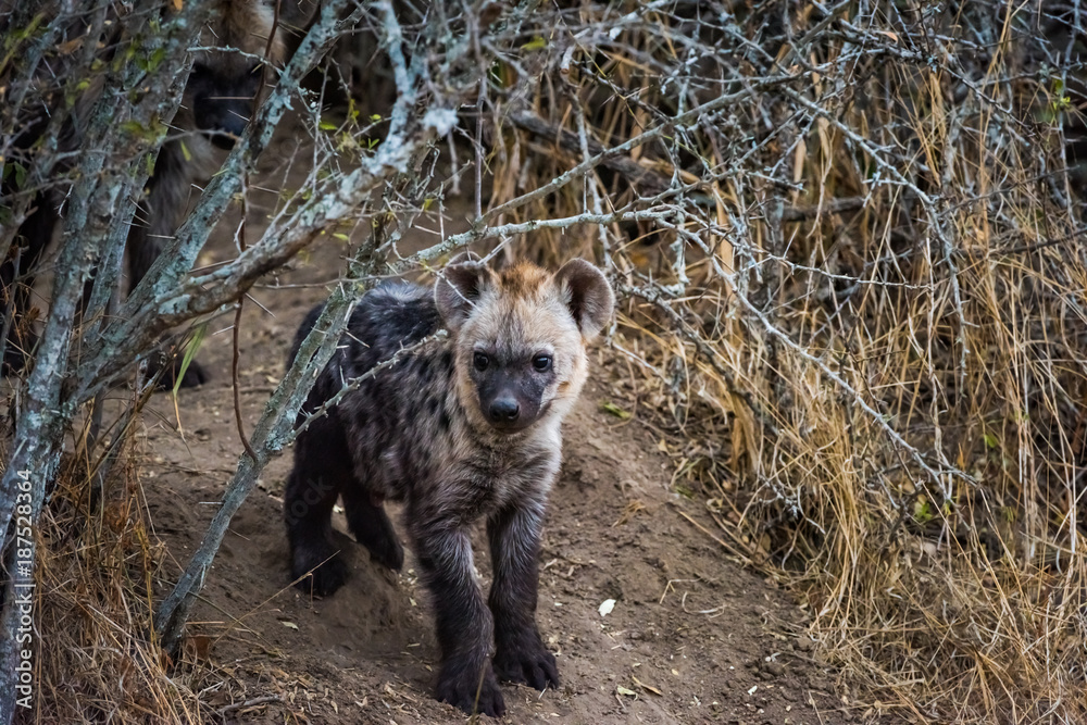 Hyena Pup Hyena Pup