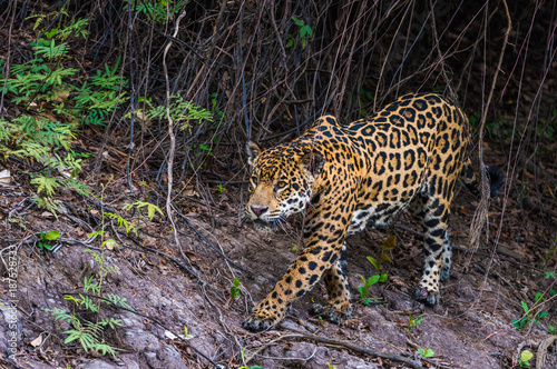 Jaguar walking along river bank-Pantanal Brazil