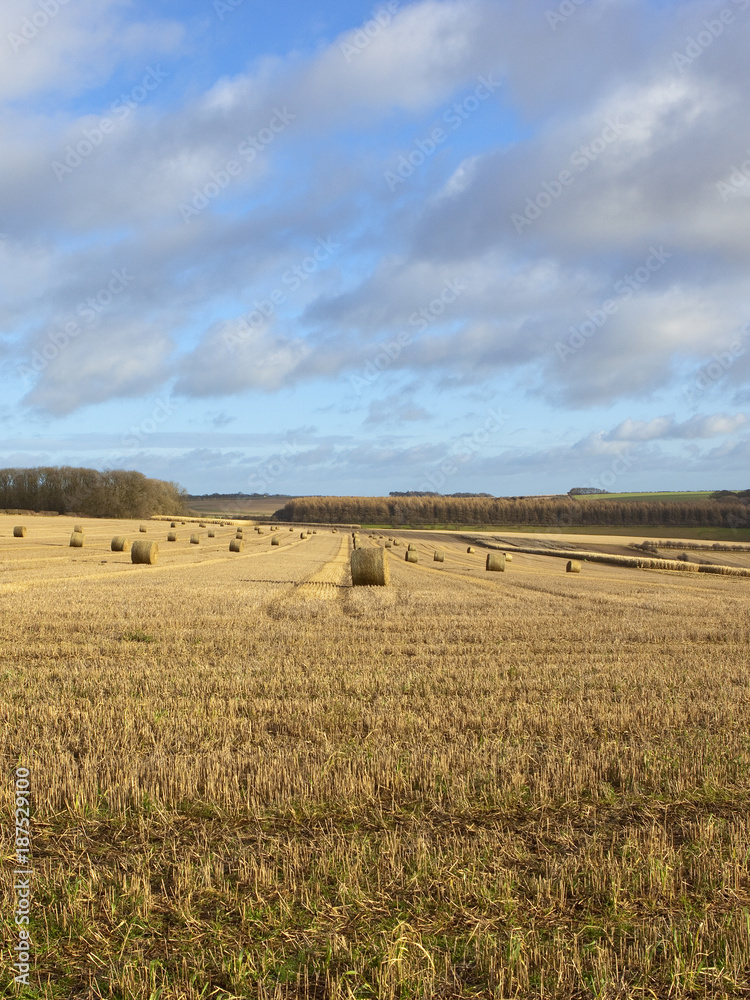 straw bales and winter woodland