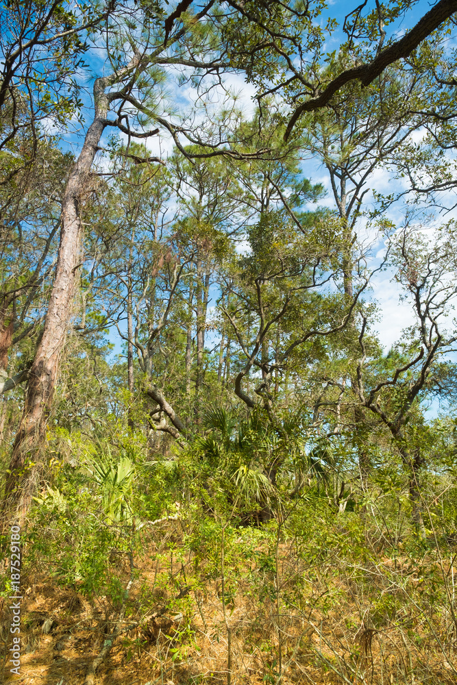 Lush subtropical forests, Hilton Head, South Carolina, United States