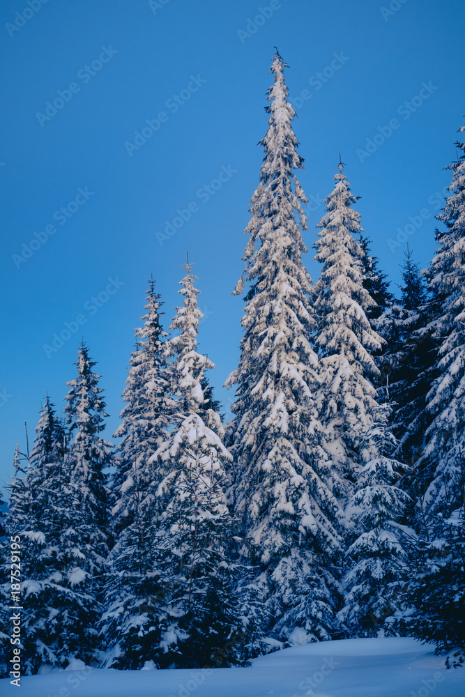 Magic winter forest covered by snow at sunrise Magic winter forest covered by snow at sunrise