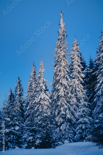 Magic winter forest covered by snow at sunrise