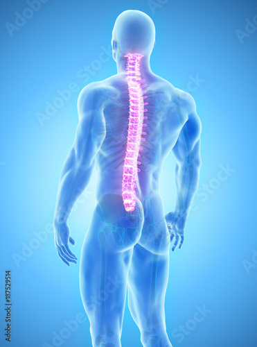 3D illustration of Spine, medical concept.