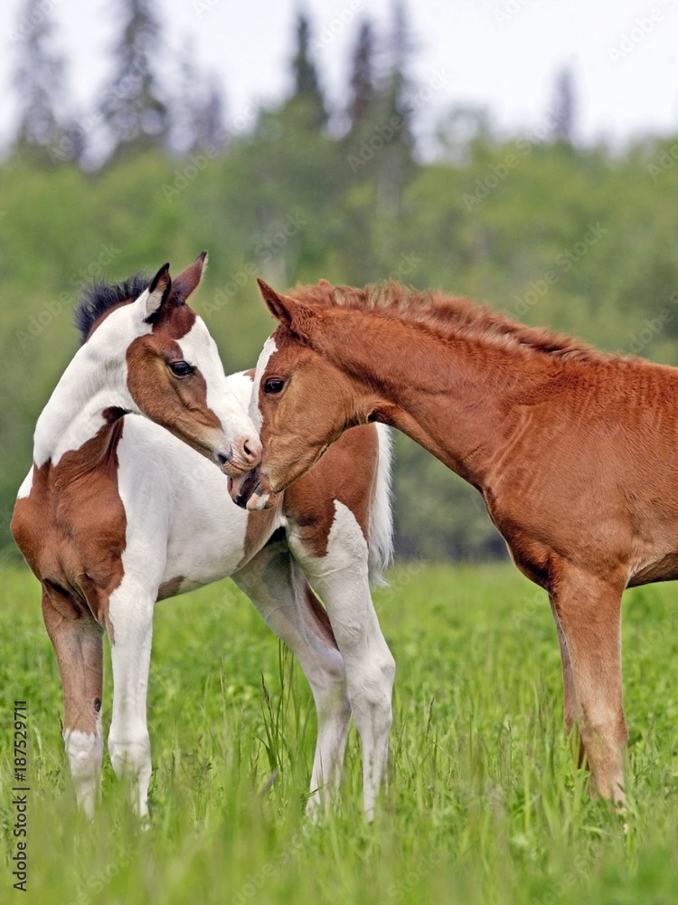 Cute Pinto and chestnut Foals greeting each other on fresh grass pasture. Cute Pinto and chestnut Foals greeting each other on fresh grass pasture.