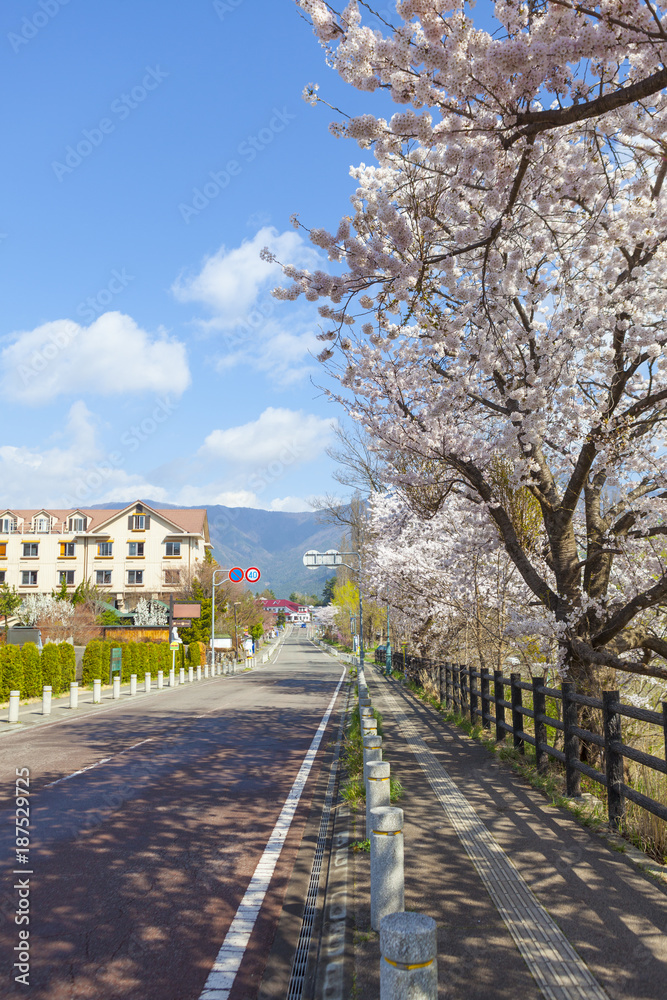 Empty road with blooming Cherry Blossoms near Lake Kawaguchiko i