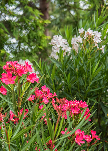 Nice pink oleander in the g...