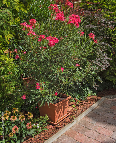 Nice pink oleander in the g...