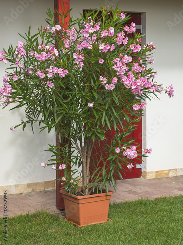 Nice pink oleander in the g...