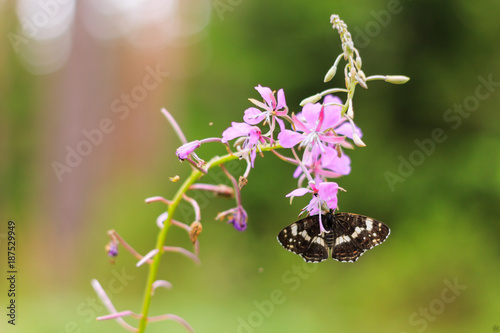 Beautiful butterfly on a flower