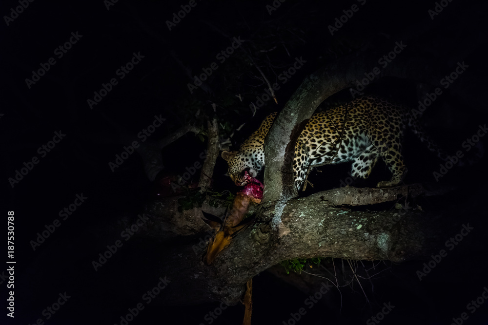 Leopard with kill at night