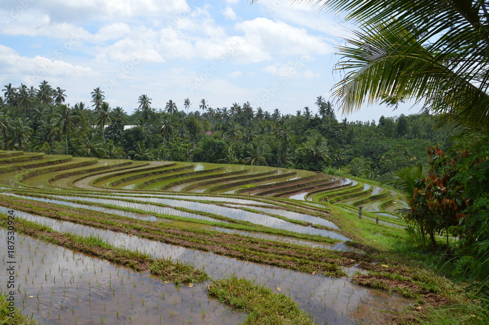 Reisplantage auf Bali