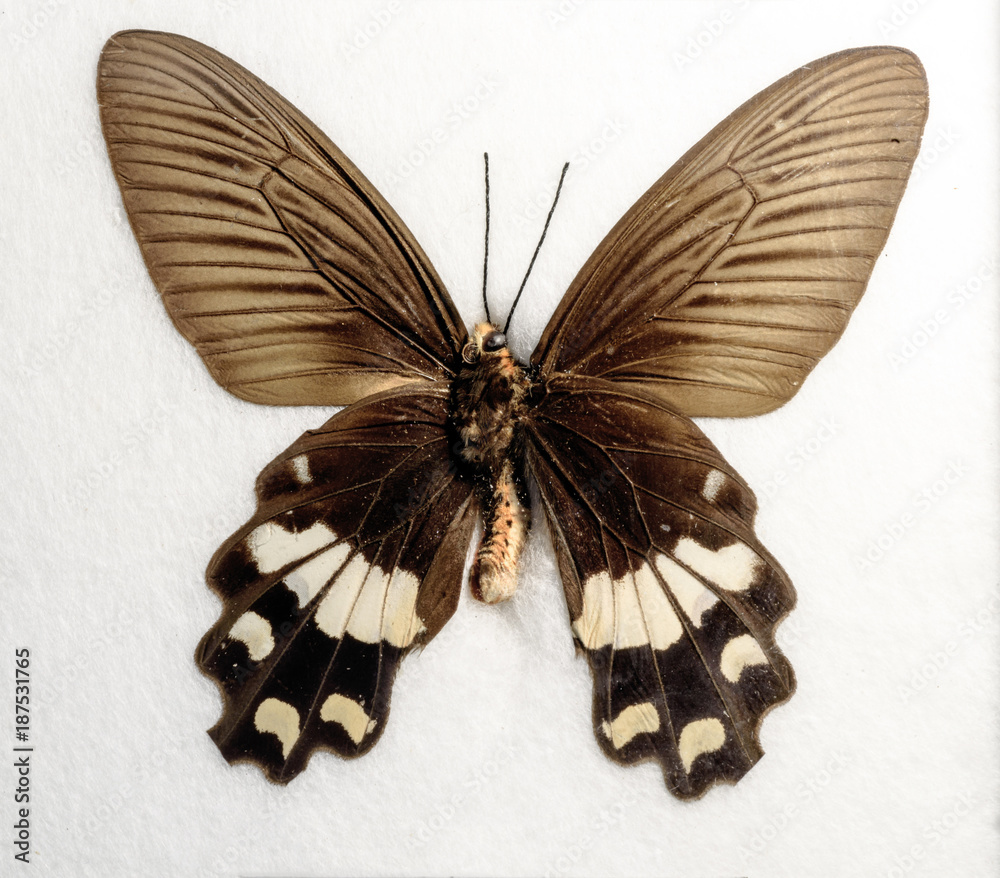 Naklejka premium Adamsons Rose Butterfly Byasa adamsoni