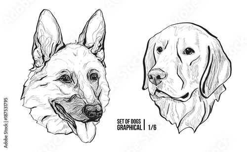 Set of portraits of dogs. Breeds German Shepherd and Labrador. Graphical vector illustration