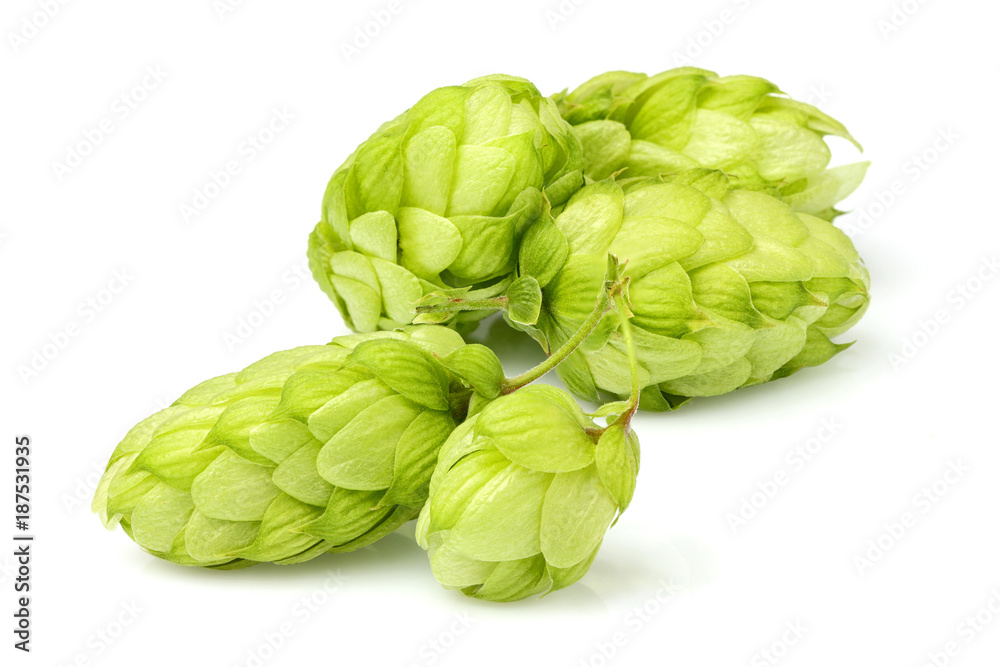 Fresh hop plants close up isolated. Fresh hop plants close up isolated.
