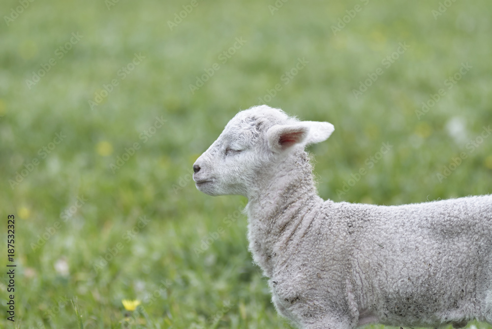 Lamb WIth Eyes Closed Lamb WIth Eyes Closed