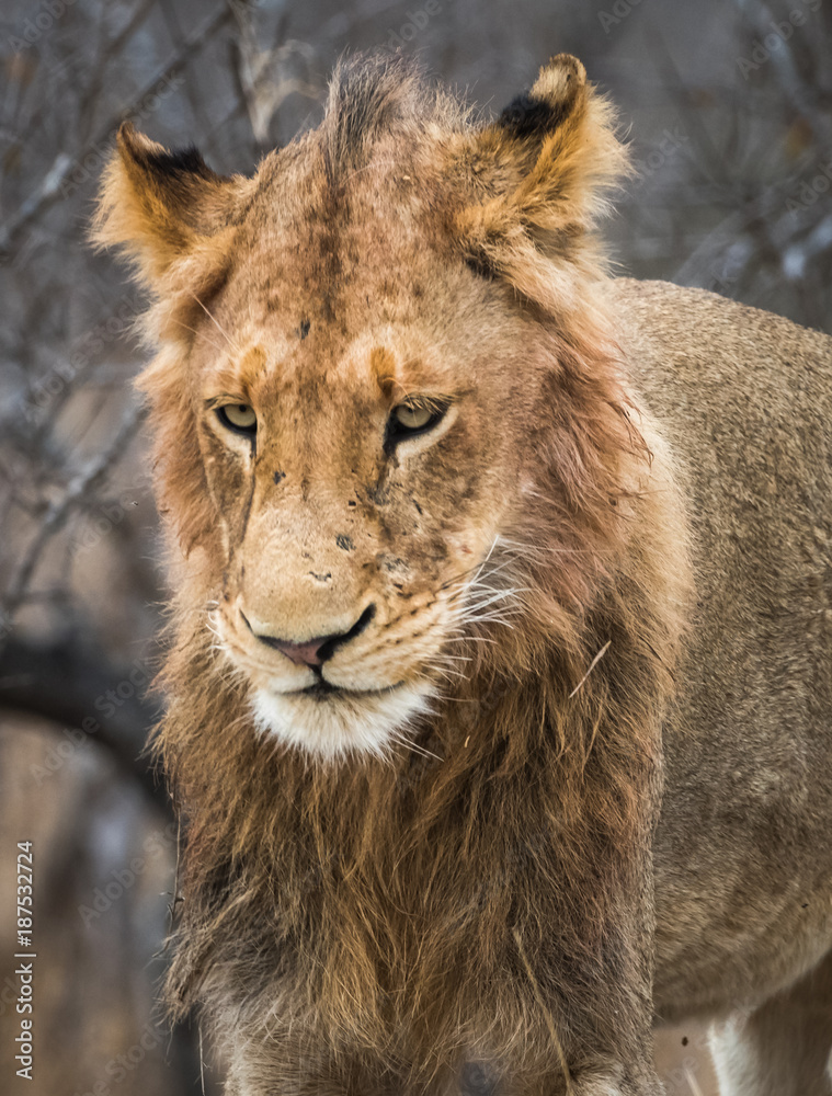 Young male lion portrait