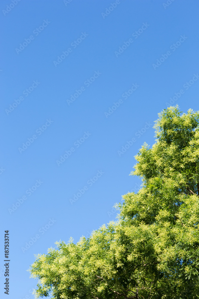 crown tree against the blue sky, outdoor nature park crown tree against the blue sky, outdoor nature park