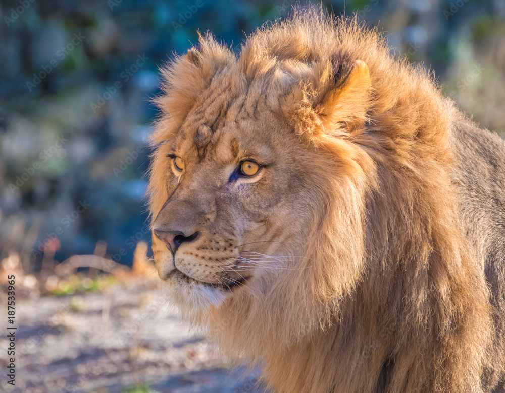 Lion closeup