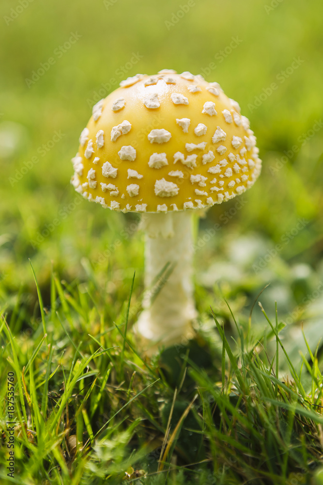 Mushroom on Lawn Mushroom on Lawn