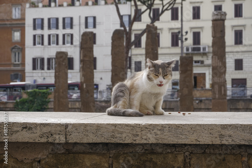 Cat in Rome, Italy.