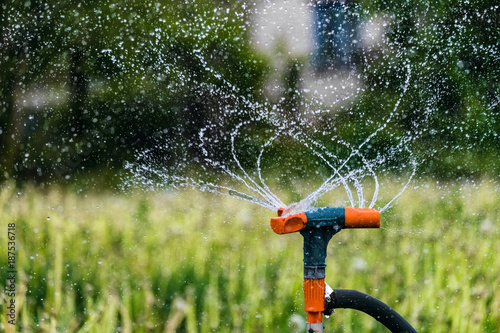 Gardening irrigation system watering green plants. Rotation sprinkler and splash water drops. Agricultural background with limited depth of field. photo