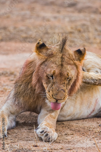 Young male lion grooming