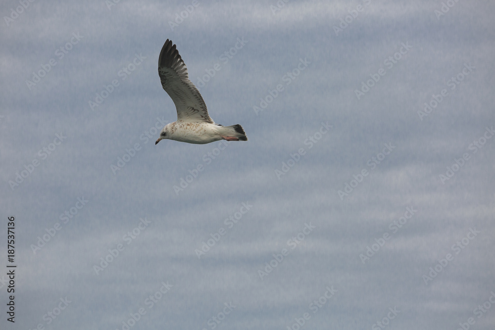 Obraz premium A flying bird