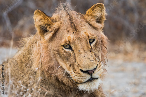 Young male lion in profile