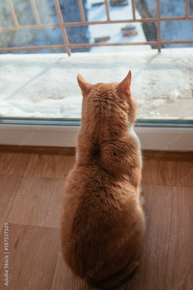 red ginger cat watching throught the window outside to the cityscape in the sunny day in winter